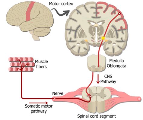 Examples of Somatic Nervous System Pathways | GetBodySmart