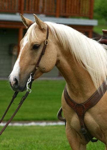 17 Best images about palomino horses on Pinterest | Horses for sale ...