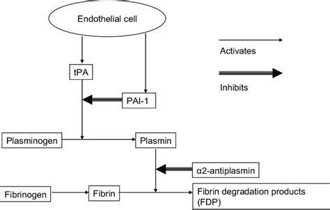 A schematic presentation of the fibrinolytic system. | Download ...