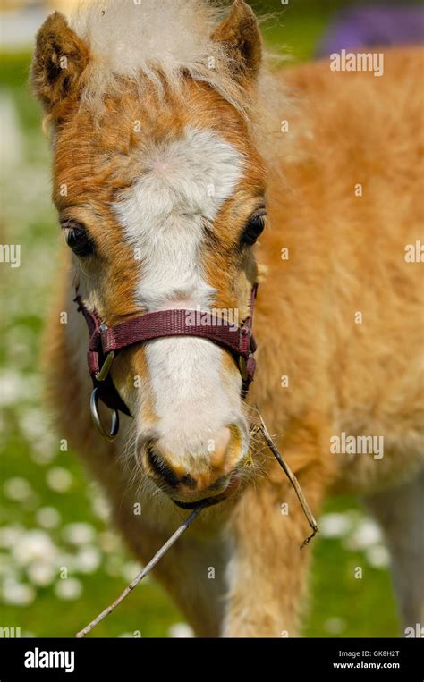 Sweet young horse foal Stock Photo - Alamy