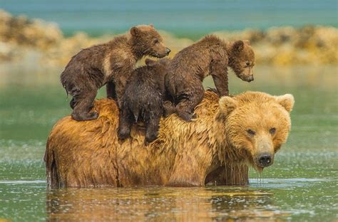 Discover Alaska’s Kodiak Bears - HolidayNomad.com