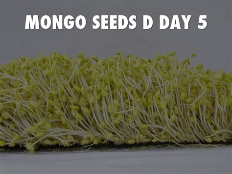 MONGO SEED Experiment by angodung enzo