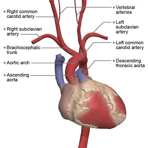 Anatomical Variations: Branching Patterns of the Aortic Arch