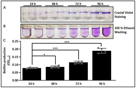 biofilm formation protocol