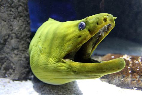 Can You See Green Moray Eels in the Wild? - The Bermudian Magazine