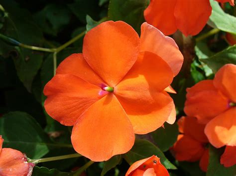 Vivid Orange Vermillion Impatiens Flower Photograph by Tracey ...