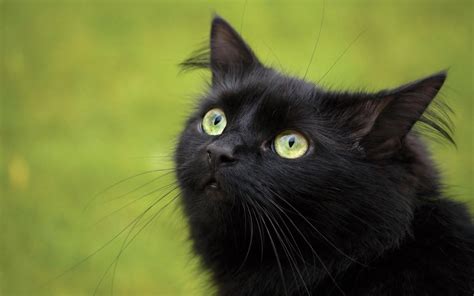 Cats’ Eye Colors Explained - Cat Tales