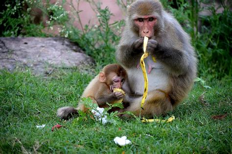 Monkey Eating Bananas · Free Stock Photo