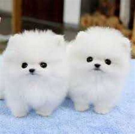 Droll Fotos De Perros Pomerania Mini - l2sanpiero