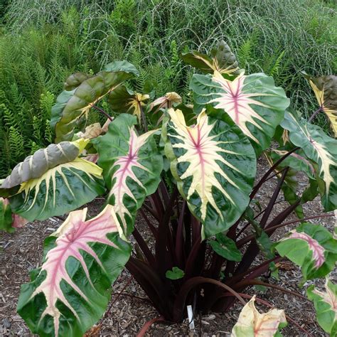 Colocasia esculenta 2018-05 (2) - PlantHaven International