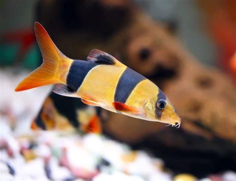 Clown Loach fish for sale online | Arizona Aquatic Gardens