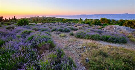 Hvar Lavender Fields, Croatia: Off The Beaten Path - WAC Travel