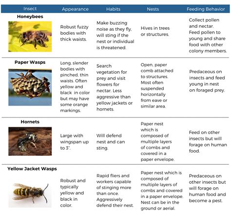 Insect Id Chart