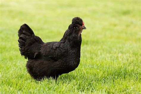 Everything You Need To Know About Araucana Chickens - The Happy Chicken ...