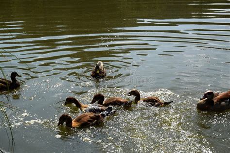 Feeding a Swimming Duck Family on a Pond in Europe Stock Image - Image ...