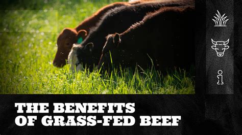 The Benefits of Grass-Fed Beef – The Bearded Butchers