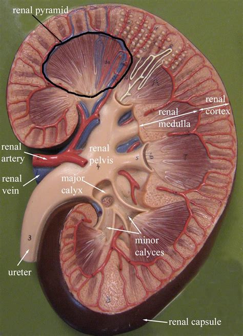 Kidney Anatomy, Medical Anatomy, Body Anatomy, Anatomy Drawing, Nursing ...