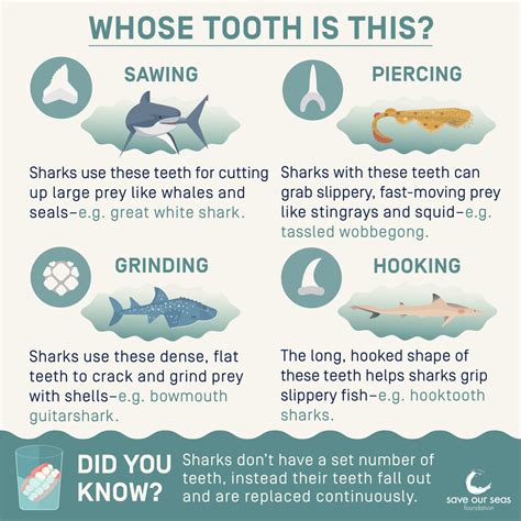 Types of shark teeth infographic - Save Our Seas Foundation