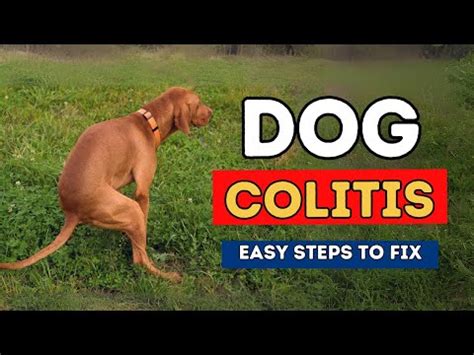 Simple Solutions For Canine Colitis [+video]