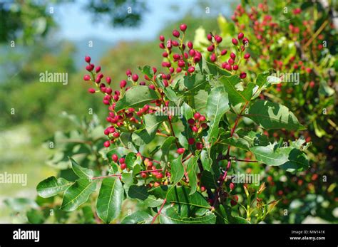 Terebinth tree hi-res stock photography and images - Alamy