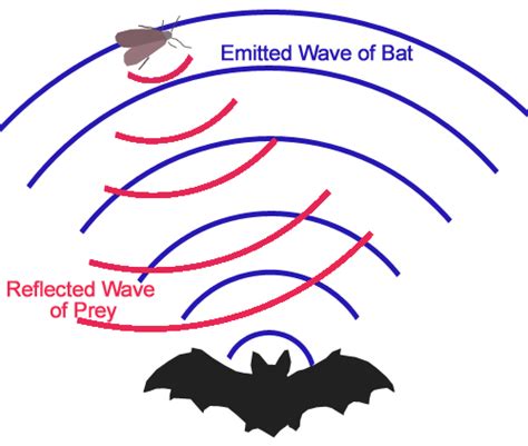 Echolocation: how bats use sound waves to see in the dark – The Pipettepen