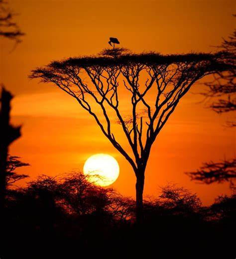 Serengeti Sunset by ron7cal - VIEWBUG.com