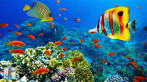 A stunning ocean view with beautiful coral reef fish 🐠 three hours of ...