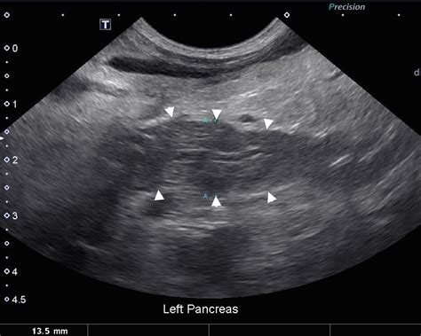 How Much Is An Abdominal Ultrasound For A Dog