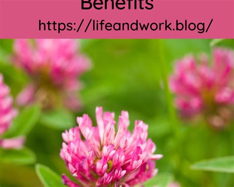 Mini Clover and Microclover Lawn Benefits