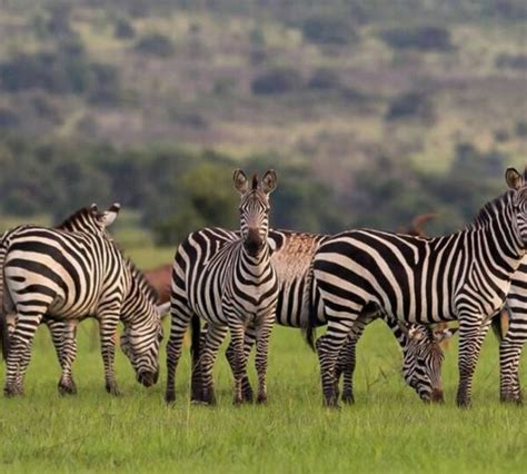 2 Day Akagera National Park safari – Wildfriends Africa Safaris