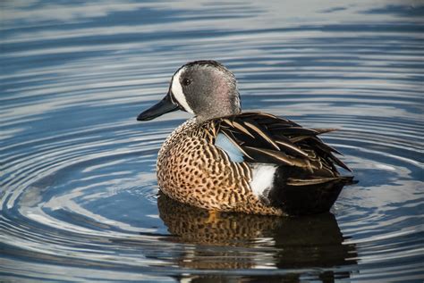 Len's Lens - Confessions of a digiscoper: Marin County: Blue-winged ...