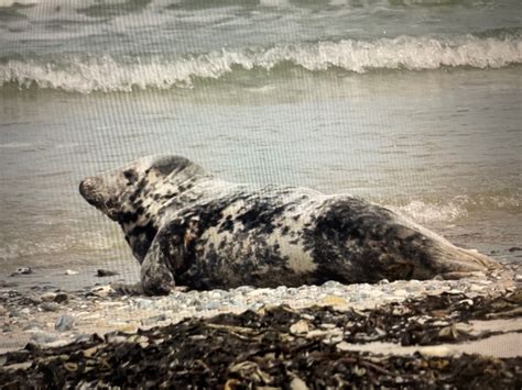 Gray Seal - Halichoerus grypus - Observation.org