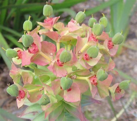 Euphorbias: Plant Care and Collection of Varieties - Garden.org