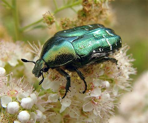 Scarab Symbolic Meaning | Beetle & Scarab Symbolism