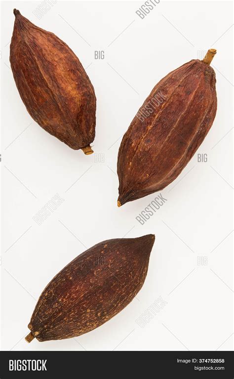 Cocoa Beans Pods On Image & Photo (Free Trial) | Bigstock