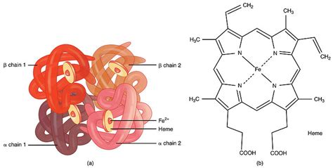 Difference Between Prosthetic Group and Coenzyme | Compare the ...