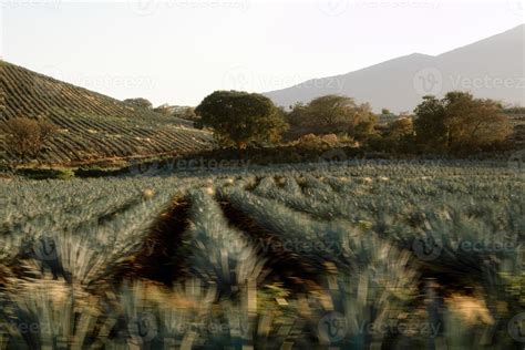 Agave field for Tequila production, Jalisco, Mexico 12286763 Stock ...