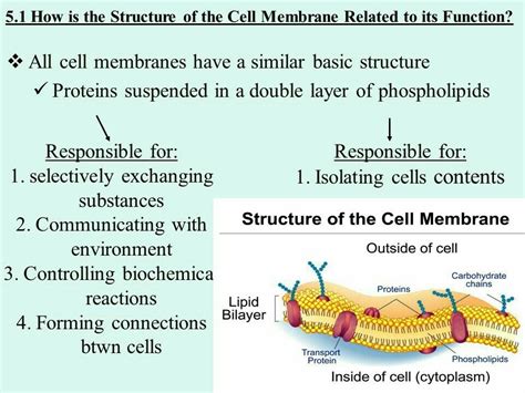 What is the main function of the plasma membrane