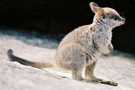 I'm gonna wallaby my way into your heart. | Cute baby animals, Baby ...