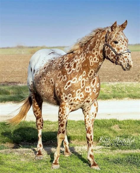 Peacock leopard Appaloosa | Photos de chevaux, Chevaux appaloosa, Races ...