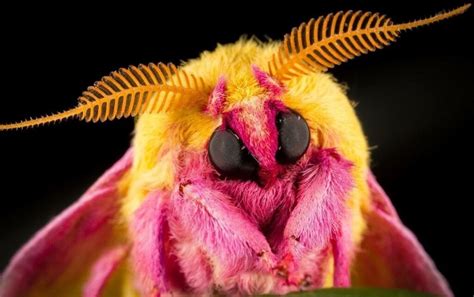 Rosy maple moth: habitat, characteristics and reproduction