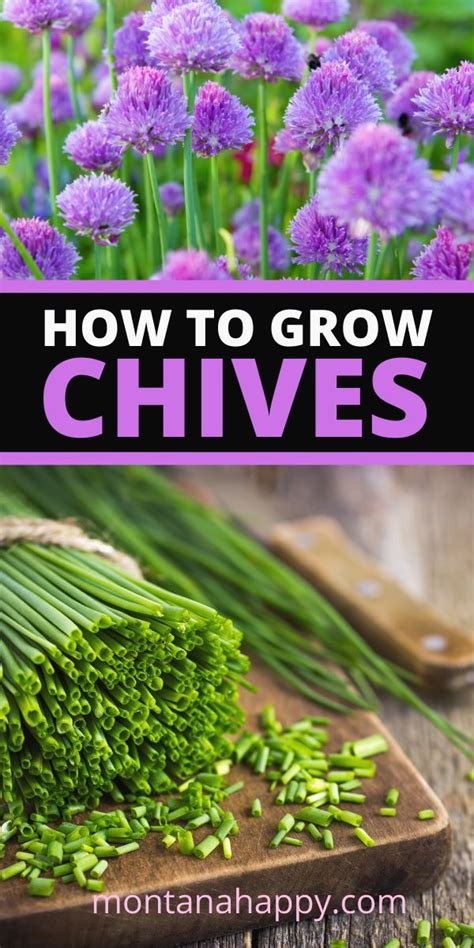 How to Grow Chives * Herb Gardening in 2020 | Growing chives, Best ...