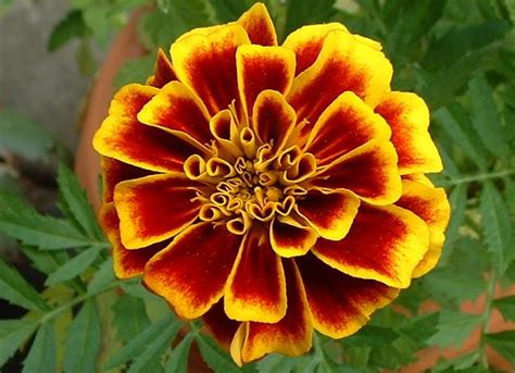 October Birth Flower: Marigold - ProFlowers Blog