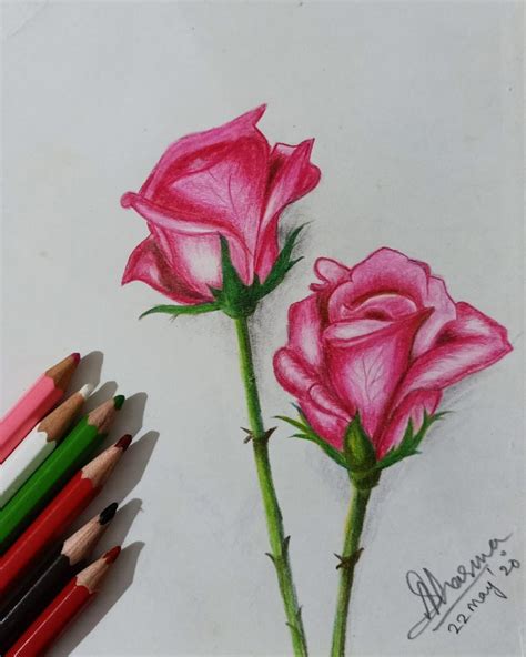 Contemporary Rose Artwork Ideas: Pink Rose Drawing