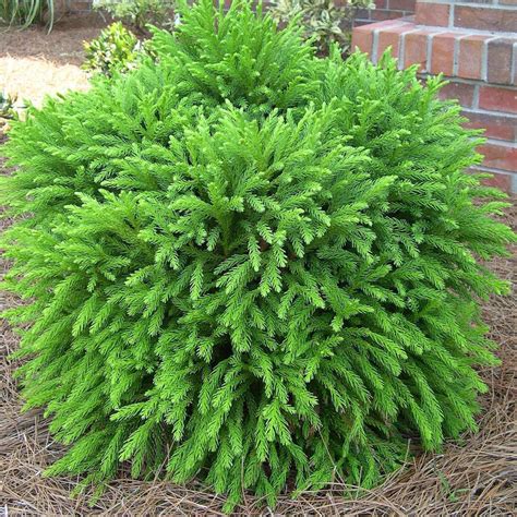 Cryptomeria japonica globosa (Dwarf Japanese Cedar) - Buy Online at ...