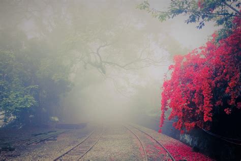 Fog and trees Photography Backdrop Photoshop Backdrop | Etsy