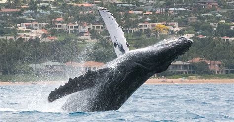 Maui Whale Watch Guide - Why Humpbacks Breach