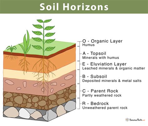 Soil Horizons: Definition, Features, and Diagram