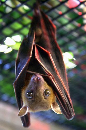 dog-faced fruit bat | Animals wild, Cute bat, Bat photos