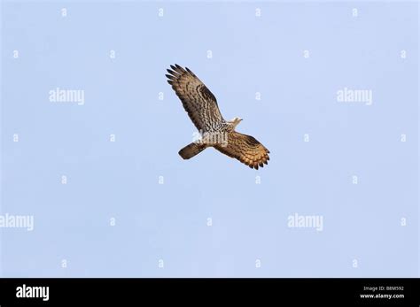 Honey Buzzard on migration Stock Photo - Alamy